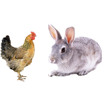 適合鴿子、禽類