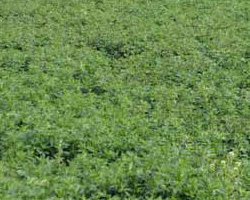 牧草、苜蓿草